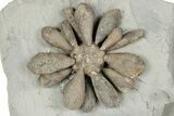 2.35" Jurassic Fossil Urchin (Firmacidaris) - Amellago, Morocco - #194843-2
